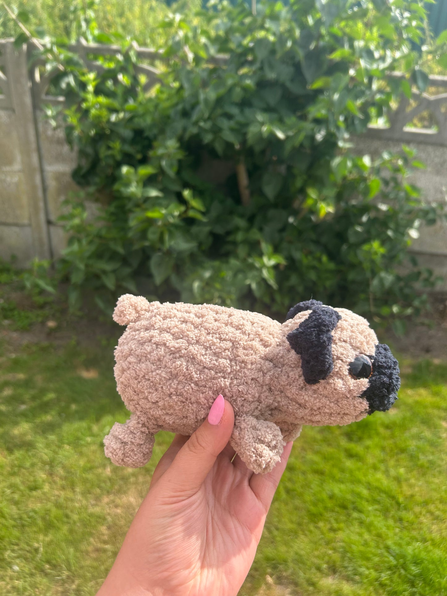 Pug