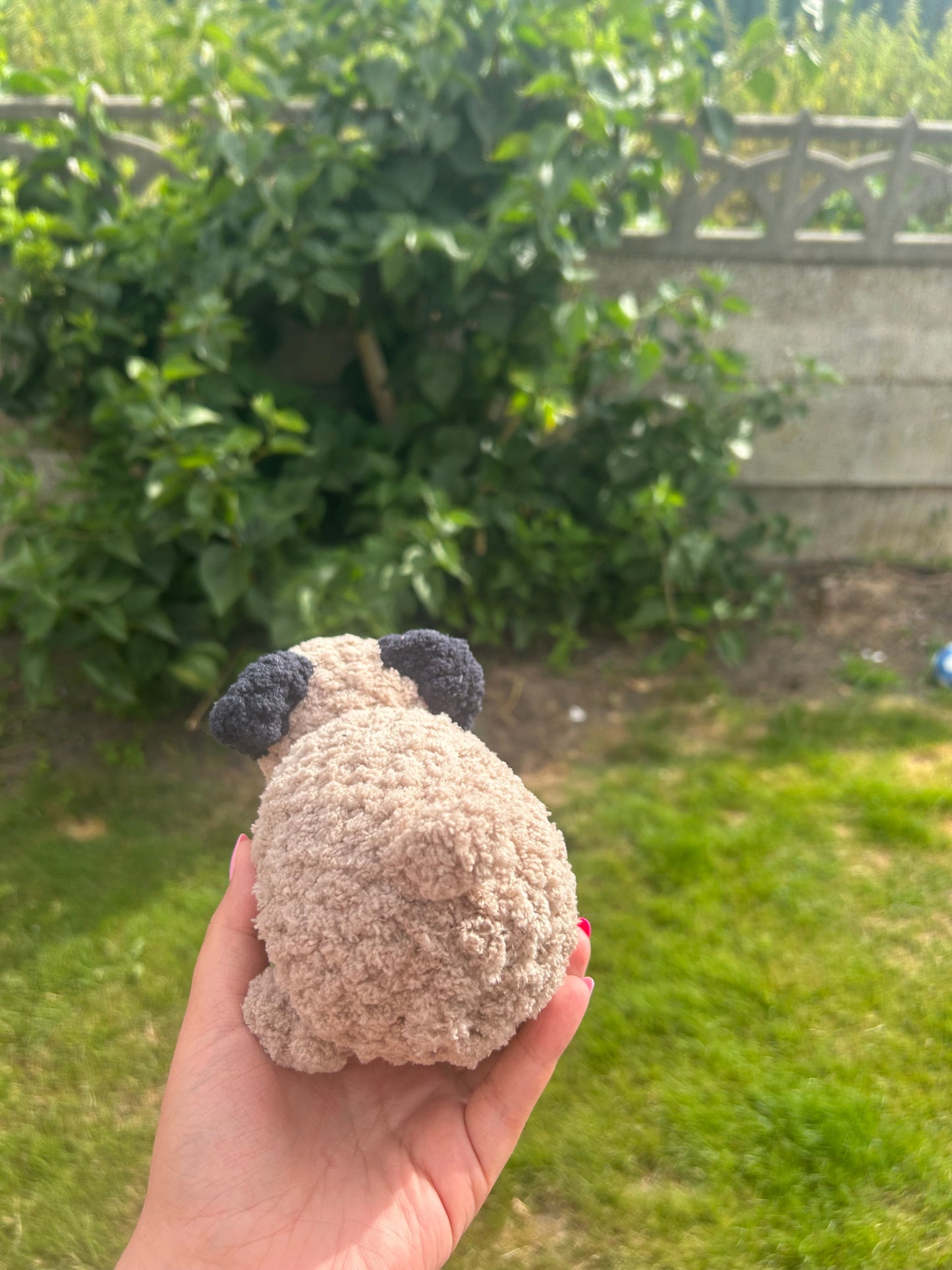Pug