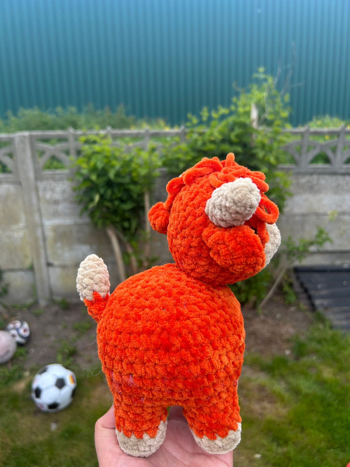 Highland cow