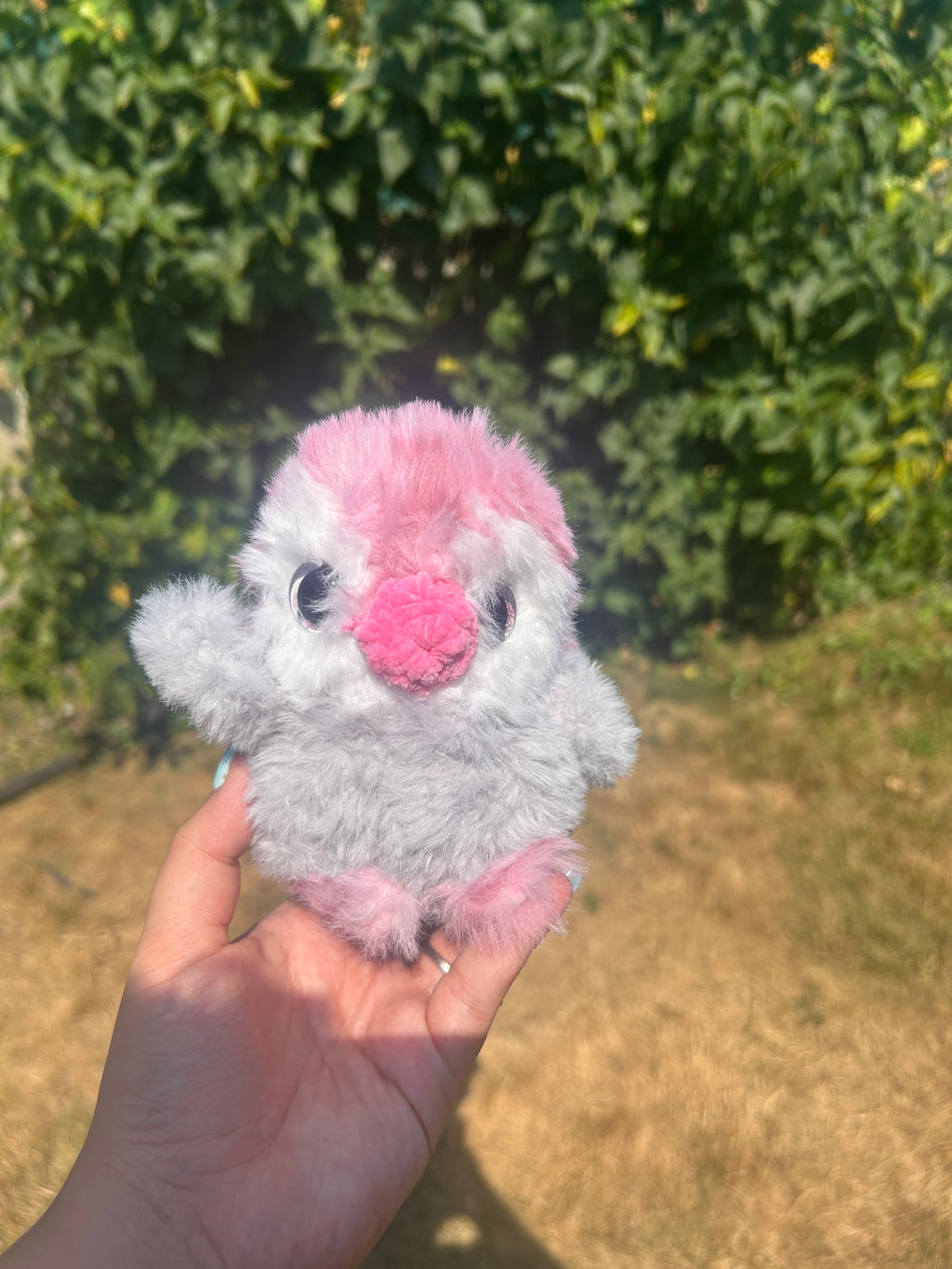 Baby penguin