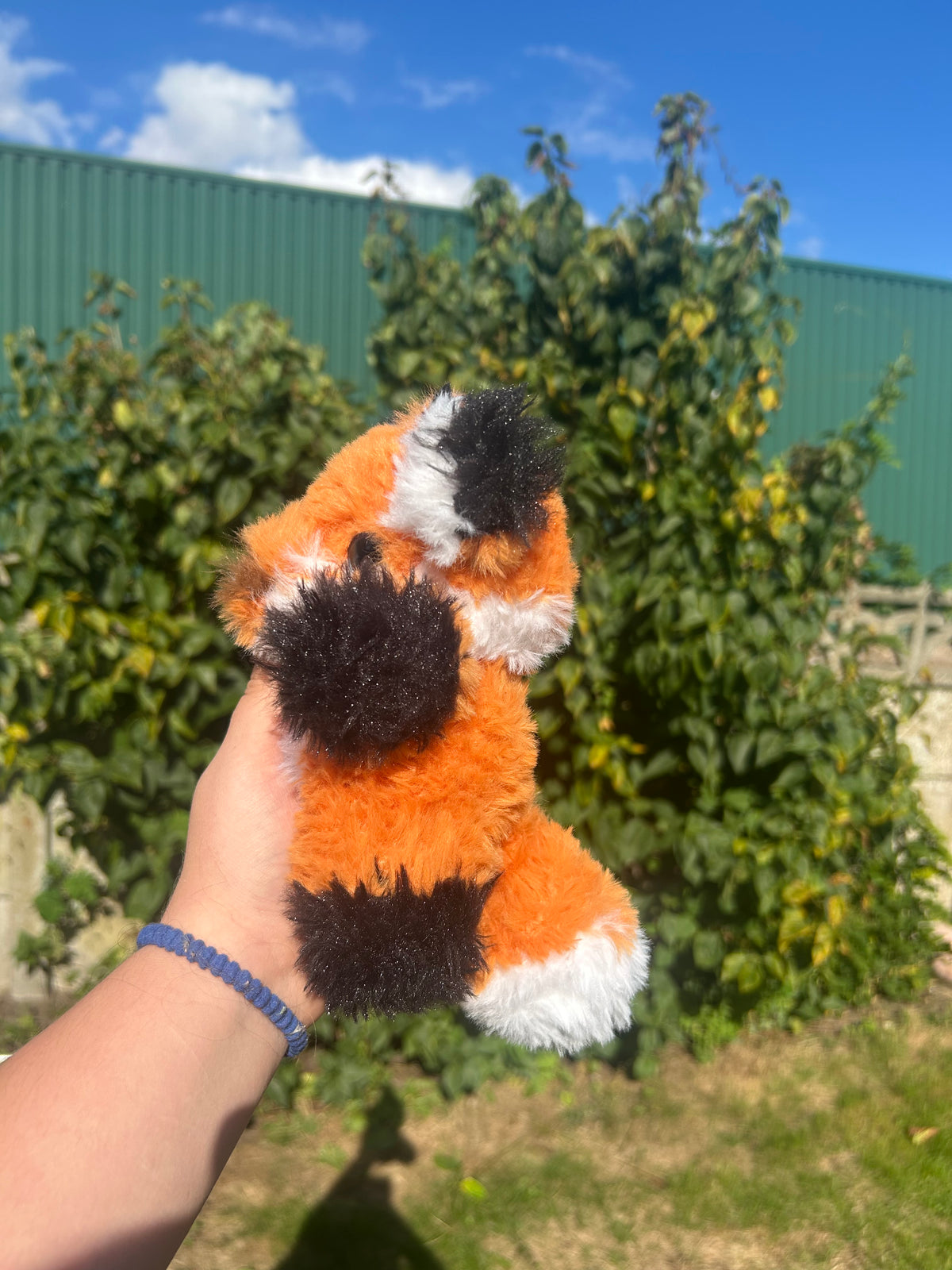Fluffy fox