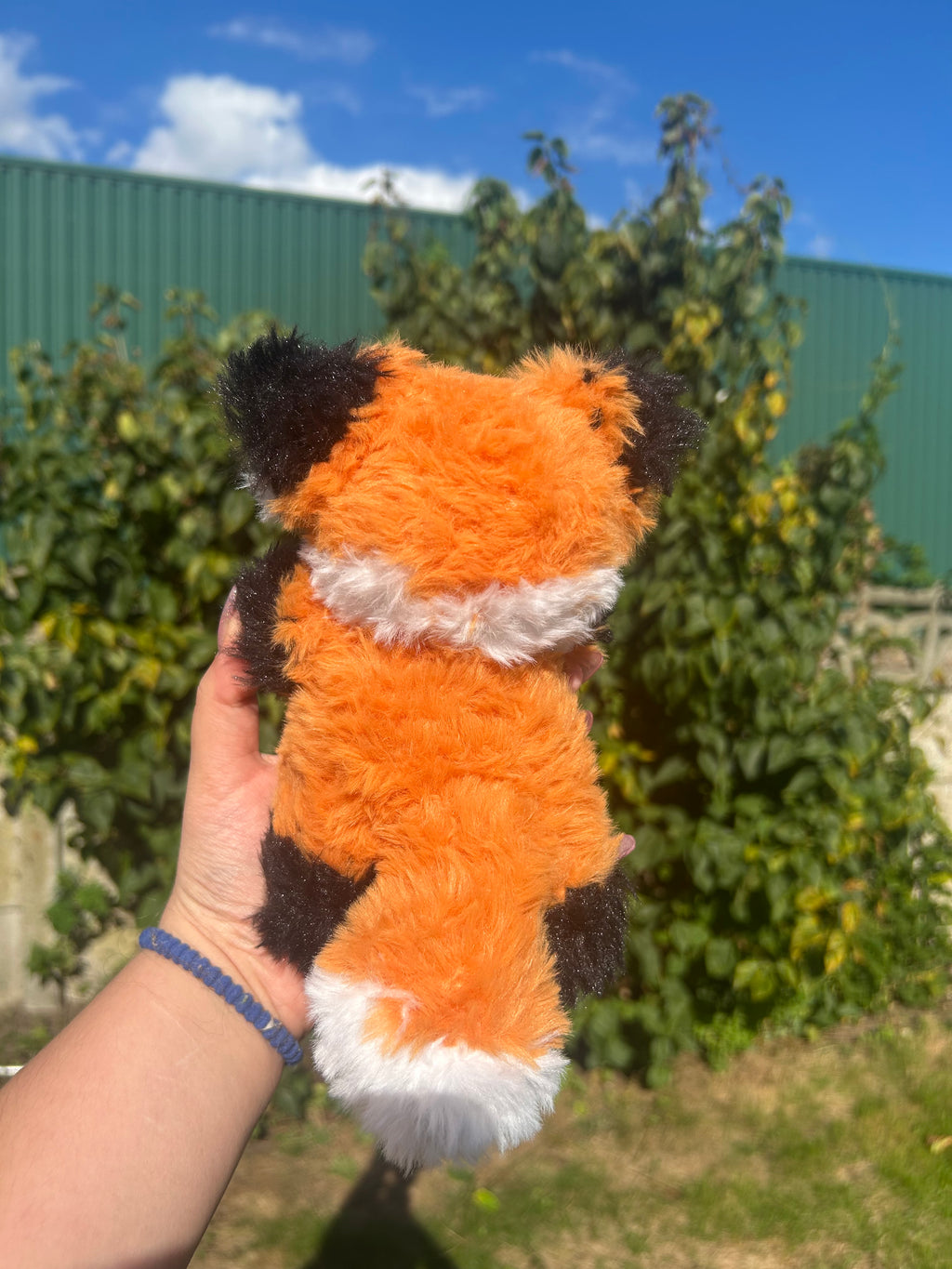Fluffy fox