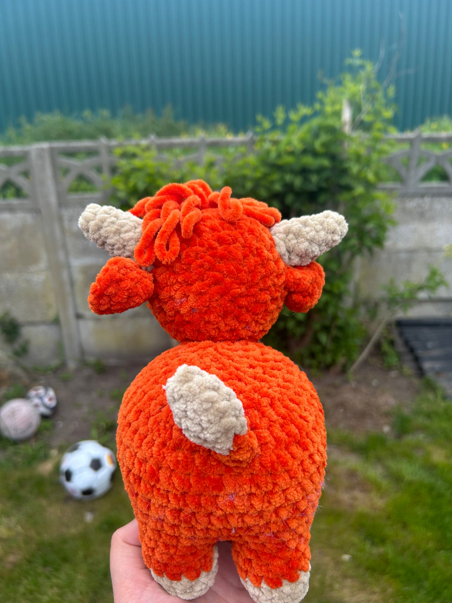 Highland cow