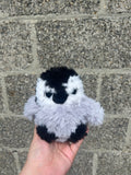 Baby penguin