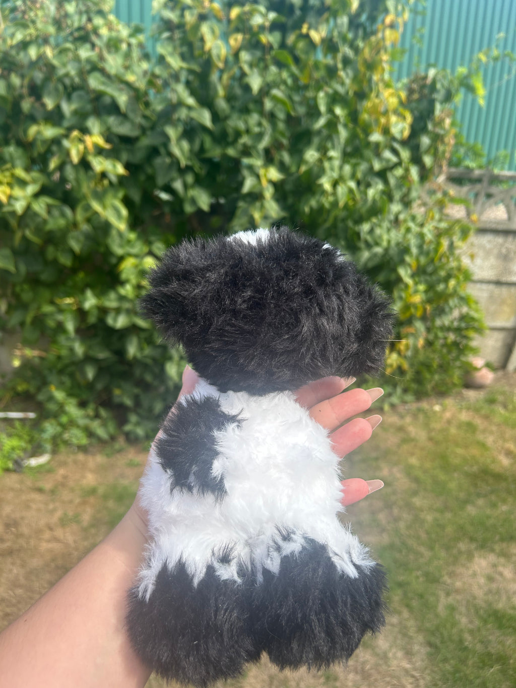 Baby cow black